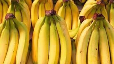 Bài thuốc trị bệnh bằng chuối tiêu